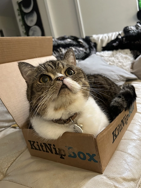 cat